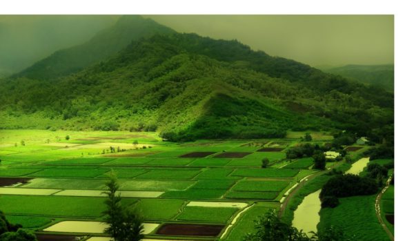 Top HD Green Nature Wallpaper - Free Download HD Wallpapers