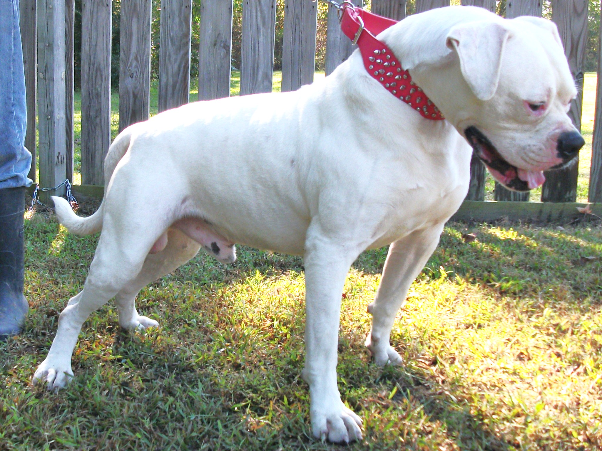 american dogs – Free Download HD Wallpapers