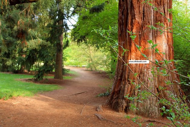 Forest-hd-wallpapers – Free Download HD Wallpapers